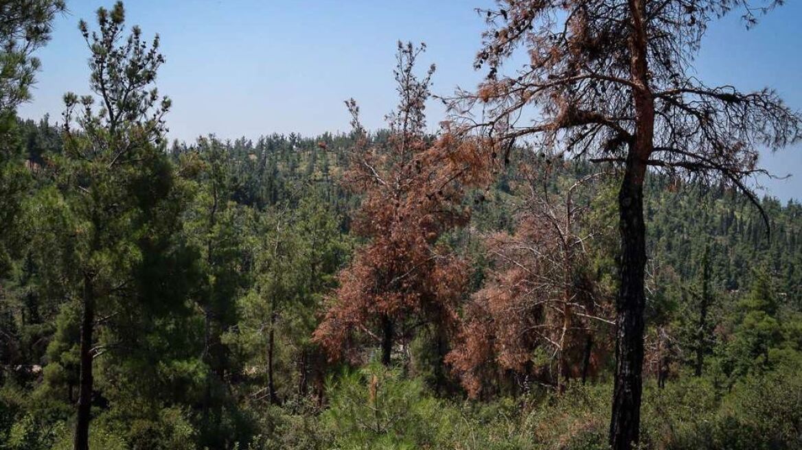 Χαλκιδική: Απαγόρευση κυκλοφορίας για 12 ώρες αύριο σε δάση του νομού