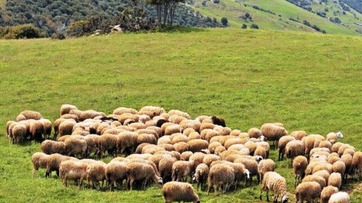 Καλαμπάκα: Σύσκεψη για την αντιμετώπιση της πανώλης σε αιγοπρόβατα