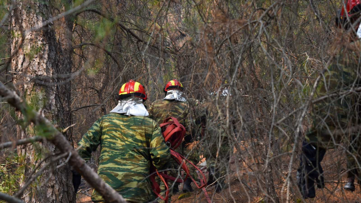 Φωτιά στον Έβρο: Πώς η μεγάλη πυρκαγιά επηρεάζει την άγρια πανίδα του Εθνικού Πάρκου Δαδιάς