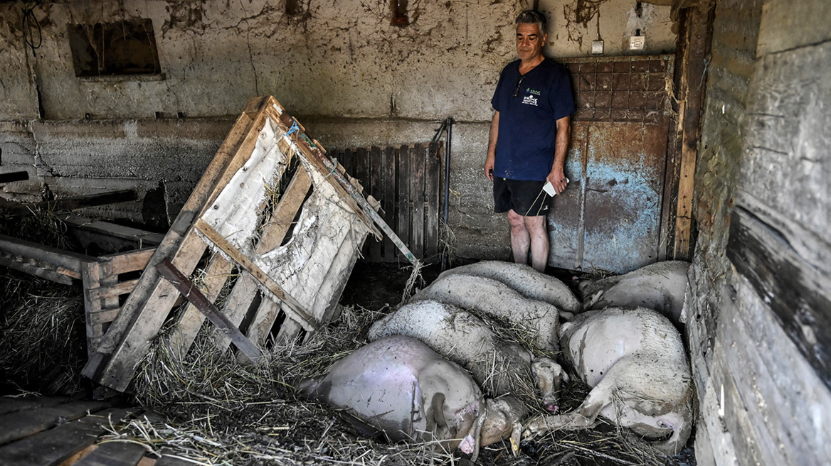 Θεσσαλία: Αγώνας δρόμου για αποτέφρωση των νεκρών ζώων, καθαρισμούς και άνοιγμα της εθνικής οδού