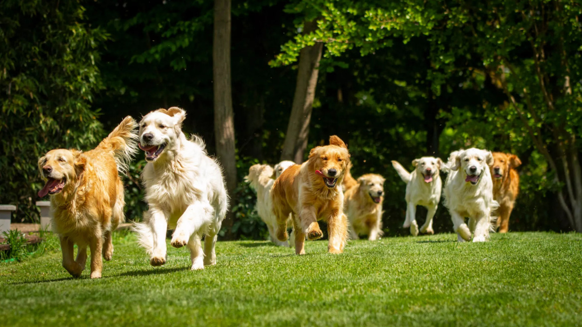 Woof Festival: Topetmou.gr στο πρώτο Φεστιβάλ Φιλοζωίας στο Πεδίον του Άρεως