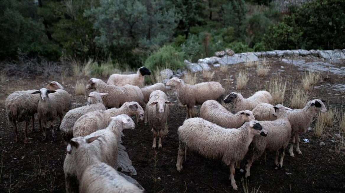 Μαγνησία: «Η μυρωδιά της κάνναβης τράβηξε σαν "μαγνήτης" τα πρόβατα» λέει o γεωπόνος της επιχείρησης 