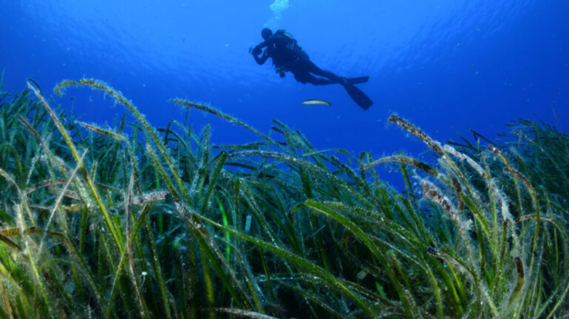 WWF Ελλάς, ΕΛΚΕΘΕ και Cyclades Preservation Fund ενώνουν δυνάμεις για τους «πνεύμονες» των θαλασσών μας