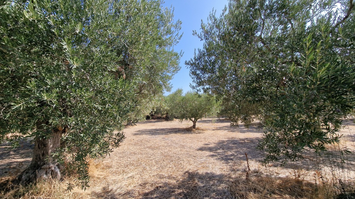 Χαλκιδική: Μυστήριο με την κλοπή ελαιόλαδου - Για απώλεια 52 τόνων κάνουν λόγο οι παραγωγοί, ετοιμάζουν μηνύσεις 