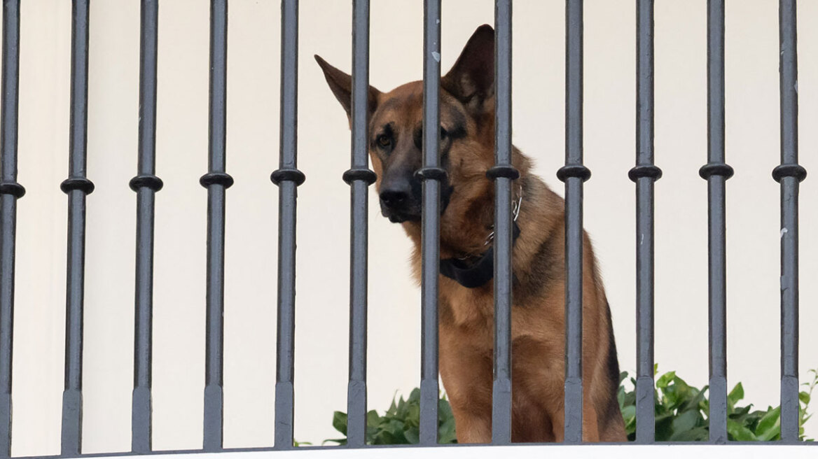 ΗΠΑ: Εκτός Λευκού Οίκου ο σκύλος του Μπάιντεν που επιτέθηκε και δάγκωσε μυστικούς πράκτορες