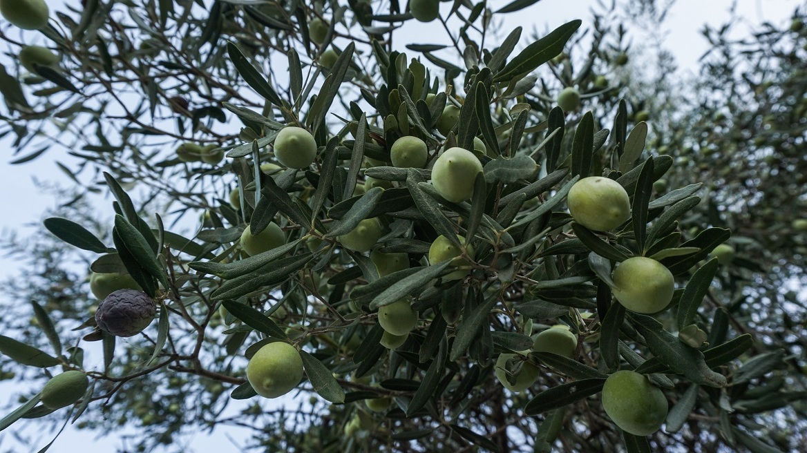 Άρπαξαν 36 σάκους με ελιές από κτήμα στη Μεσσηνία