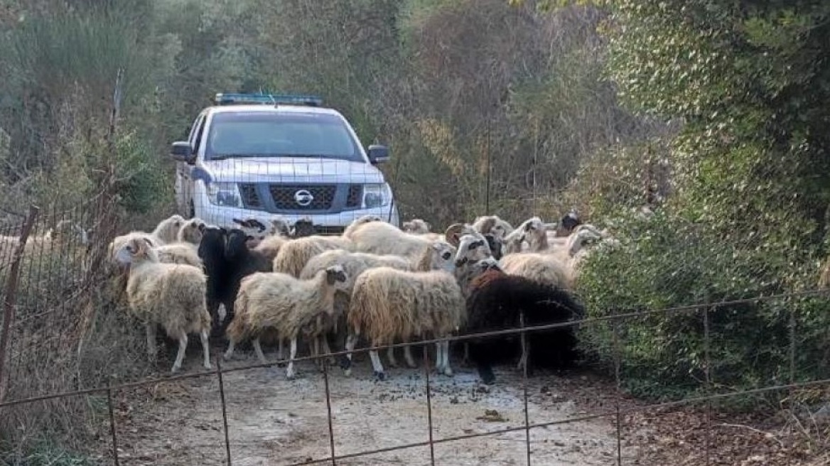 Χανιά: Κατασχέθηκαν αδέσποτα... πρόβατα που κατέστρεφαν καλλιέργειες