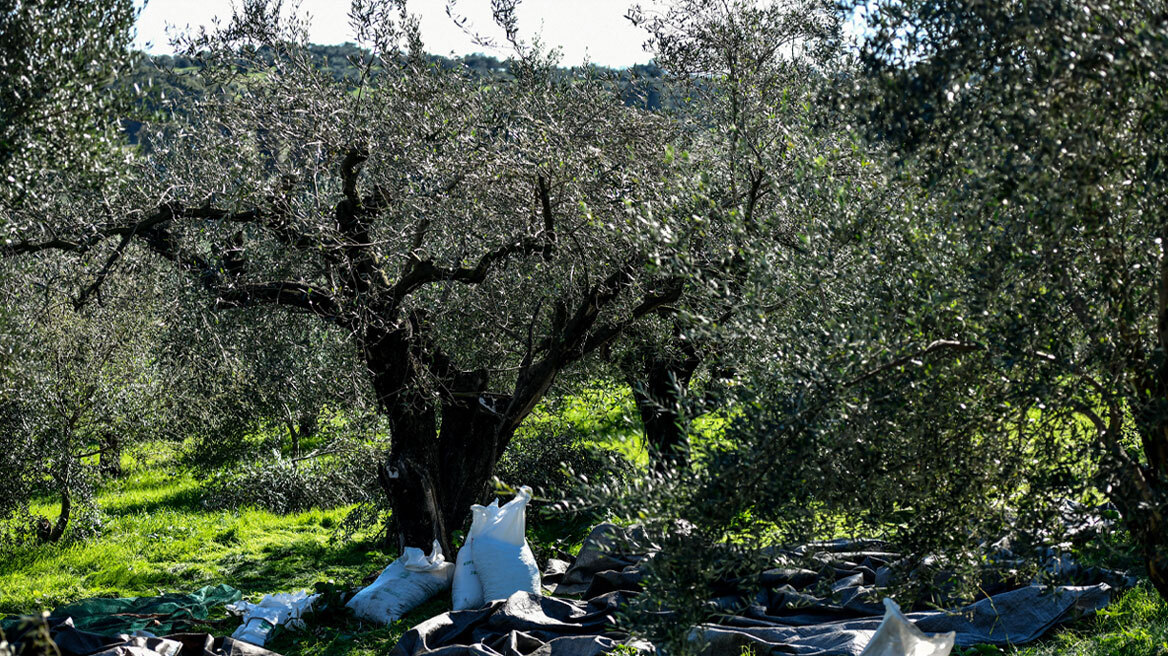 Σεκιούριτι και κάμερες στις ελιές λόγω κλοπών - «Τρέχουμε στα χωράφια τη νύχτα με τους φακούς» λένε παραγωγοί