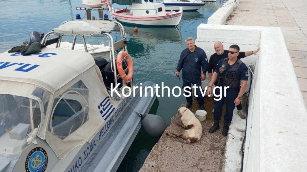 Ισθμός: Λιμενικοί διέσωσαν σκύλο που έπεσε στο κανάλι – Δείτε φωτογραφίες