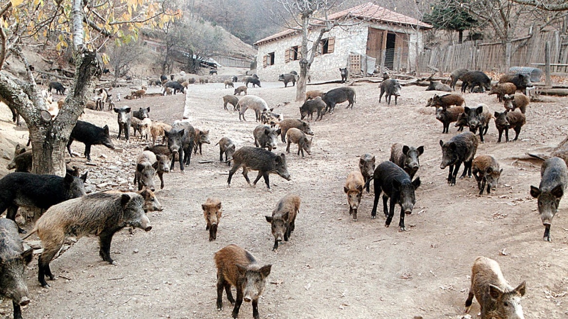 Σέρρες: Συναγερμός μετά από κρούσμα αφρικανικής πανώλης των χοίρων σε αγριόχοιρο