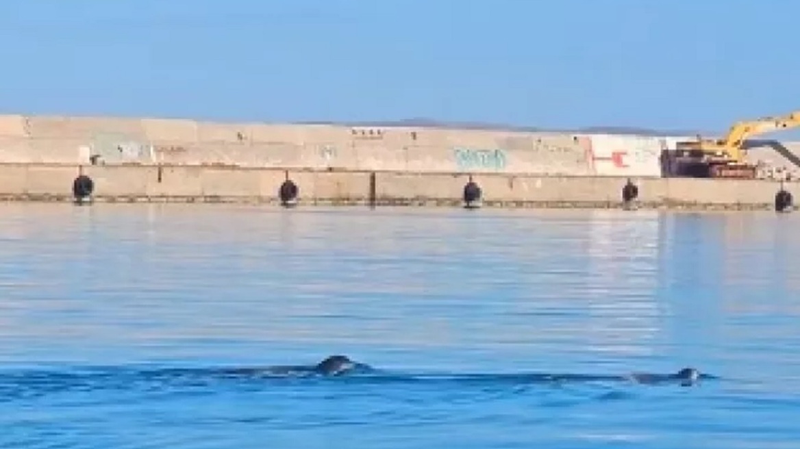 Φώκιες εμφανίστηκαν στο λιμάνι του Ηρακλείου - Δείτε βίντεο