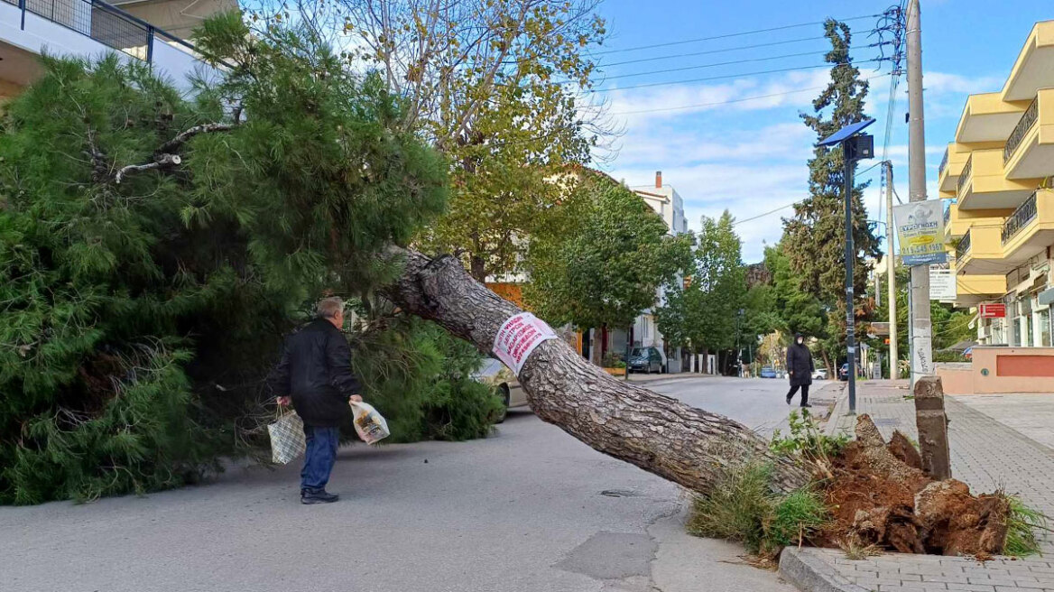 Καιρός: Άνεμοι έως και 9 μποφόρ στην Αττική, ξεριζώθηκαν δέντρα - Χιόνια στη βόρεια Ελλάδα