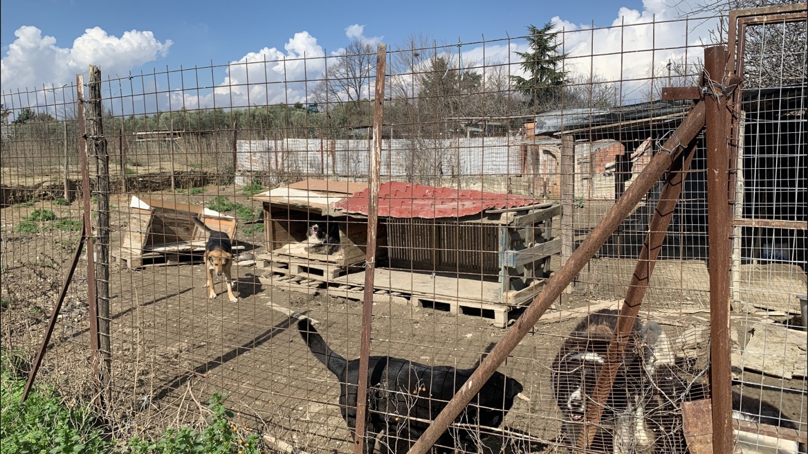 Θεσσαλονίκη: Χειροπέδες σε 52χρονη που φιλοξενούσε 94 σκυλιά υπό άθλιες συνθήκες υγιεινής