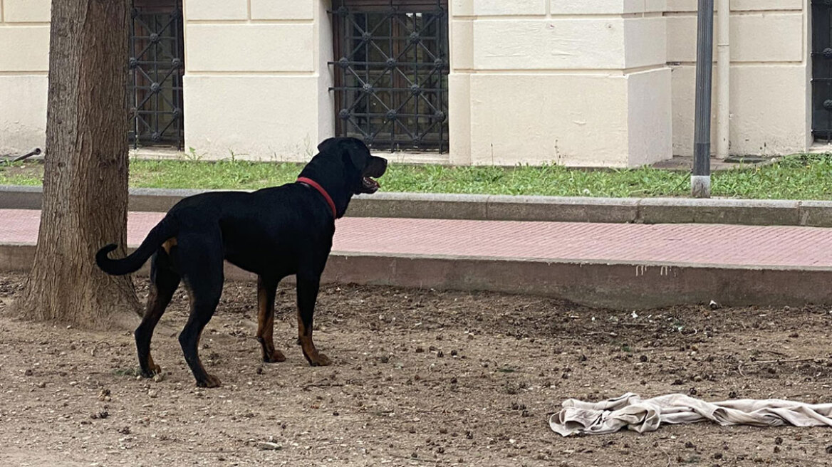 Θεσσαλονίκη: Ροτβάιλερ επιτέθηκε σε φοιτητές στο ΑΠΘ και τους έσκισε τα ρούχα