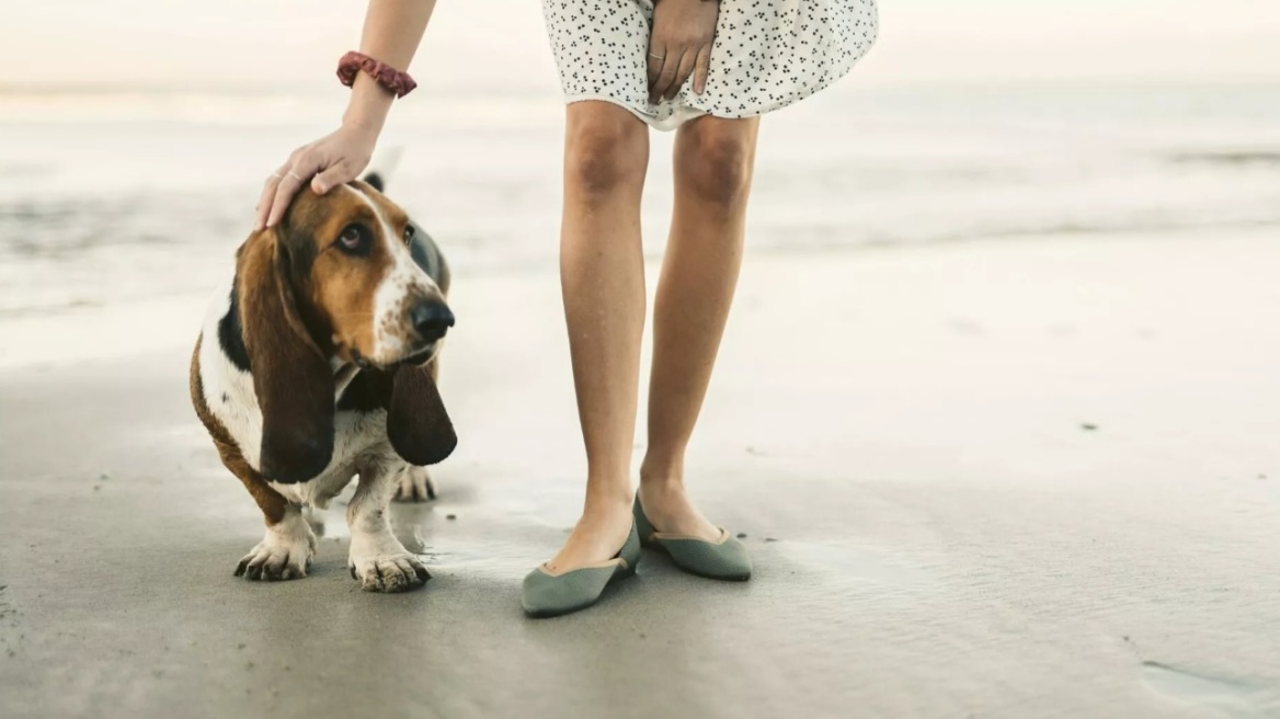 Basset Hounds – Fun Facts για τα απίθανα κυνηγόσκυλα με τα μακριά αυτιά