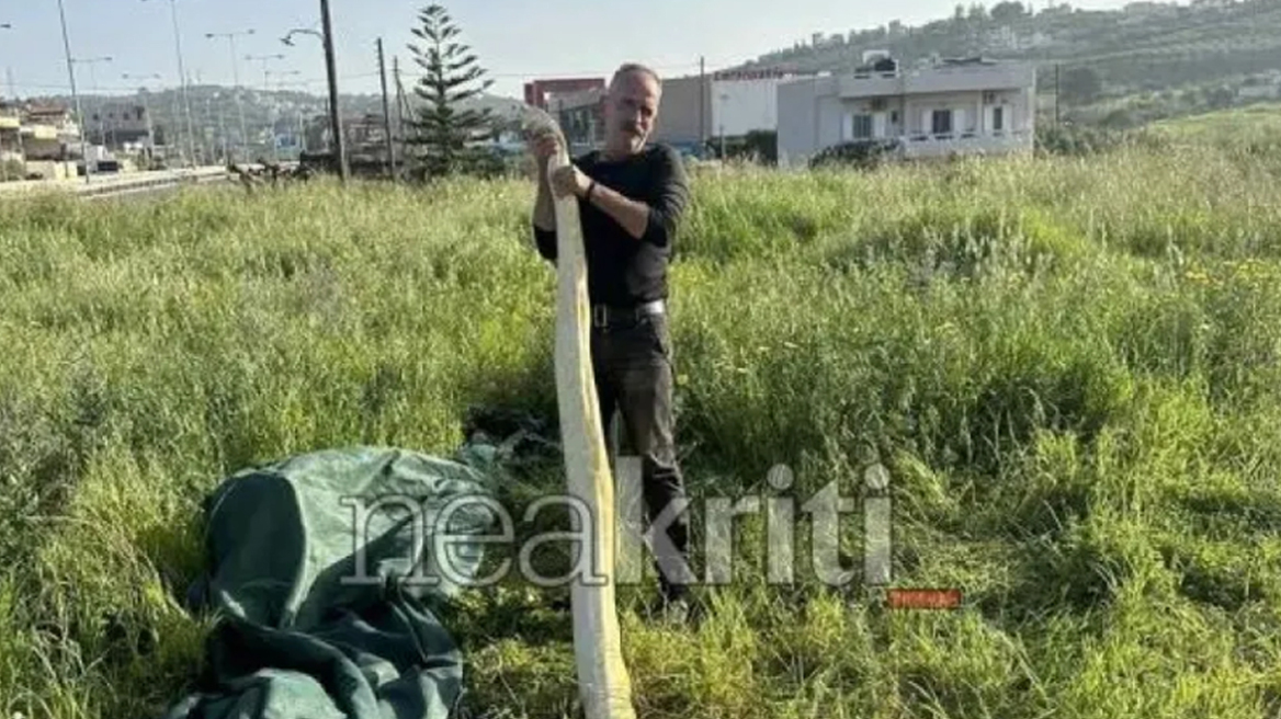 Ηράκλειο: Πήγαν στο χωράφι και βρήκαν πύθωνα 5 μέτρων - Viral οι εικόνες με το φίδι