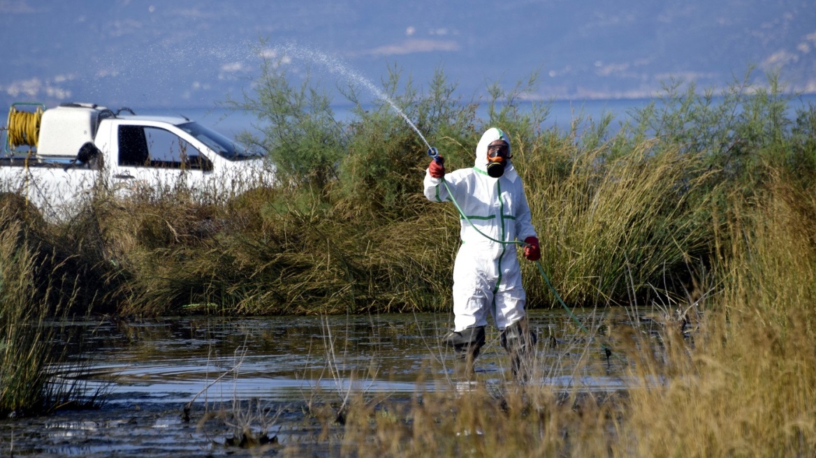 Θεσσαλονίκη: Ξεκινούν οι εναέριοι ψεκασμοί για τα κουνούπια σε ορυζώνες της Πιερίας και της Ημαθίας