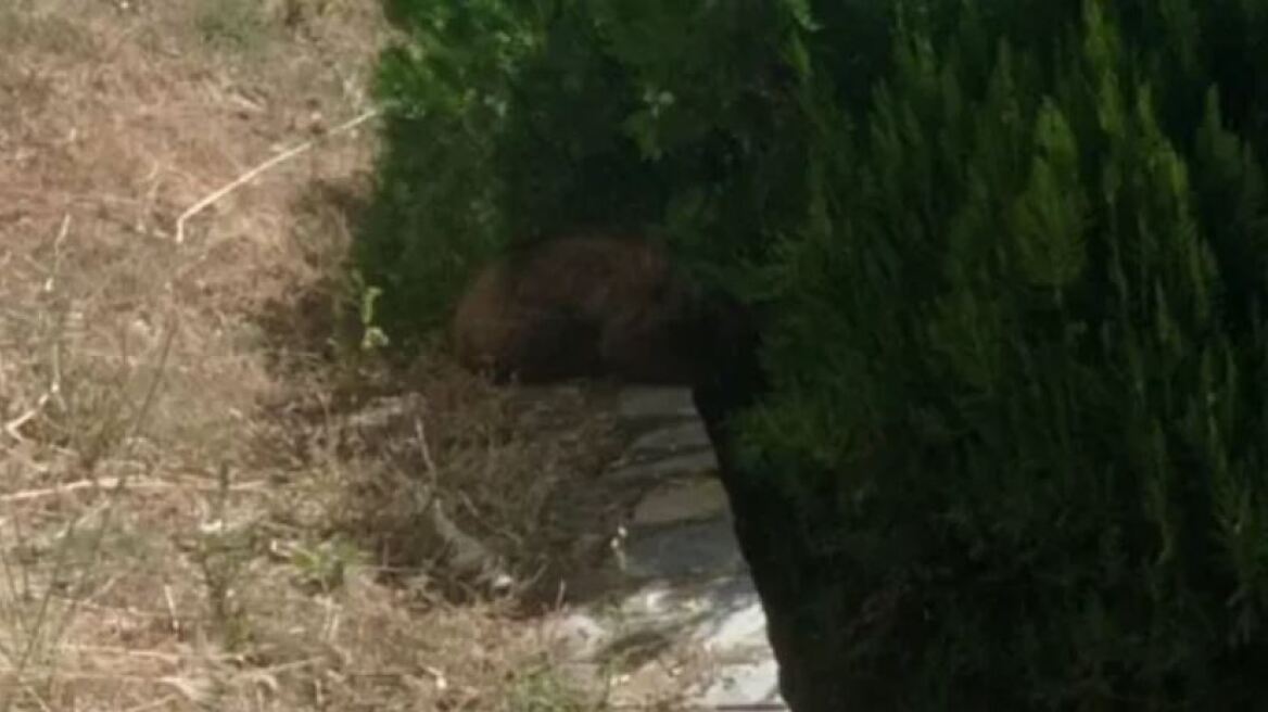 Καστοριά: Απεγκλωβίστηκε αρκουδάκι 6 μηνών από προαύλιο ξενοδοχείου 