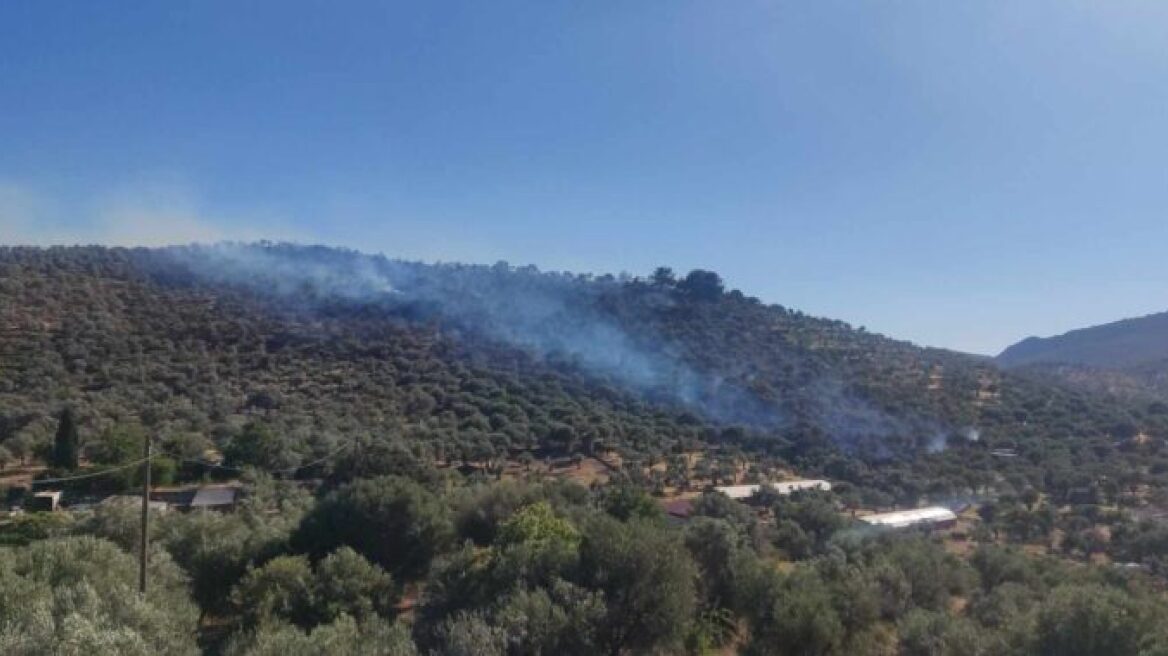 Φωτιά καίει ελαιώνες στη Μόρια - Πνέουν ισχυροί άνεμοι