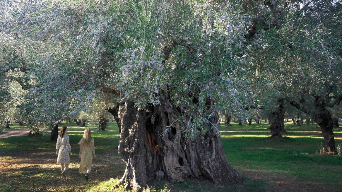 Forest bathing σε έναν υπεραιωνόβιο ελαιώνα στη Μεσσηνία: Tο μέσα μου καταλάγιασε σαν θάλασσα μετά την καταιγίδα