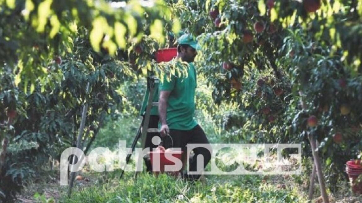 Αχαΐα: Εργάτης γης εντοπίστηκε νεκρός σε δεξαμενή άρδευσης - Συνελήφθη ο ιδιοκτήτης του αγροκτήματος