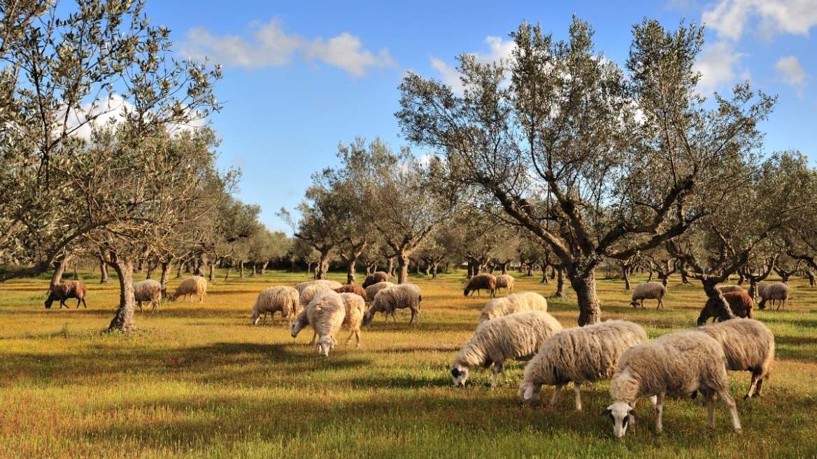 Πανώλη στα αιγοπρόβατα: Κλείνουν μέχρι την Παρασκευή τα σφαγεία της Θεσσαλίας – Τι προβλέπει η απόφαση Κουρέτα