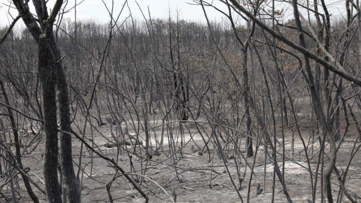 Βόρεια Μακεδονία: Νεκρός σε δασικές πυρκαγιές 