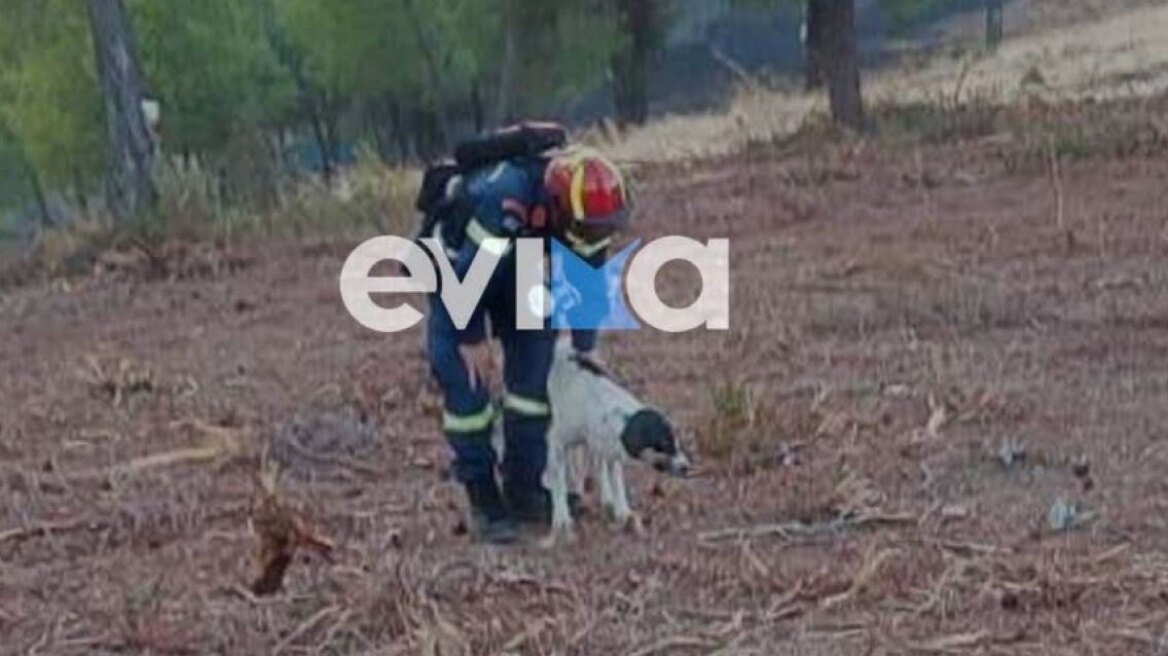 Φωτιά στην Εύβοια: Η συγκινητική στιγμή που πυροσβέστης έσωσε σκύλο μέσα από το δάσος