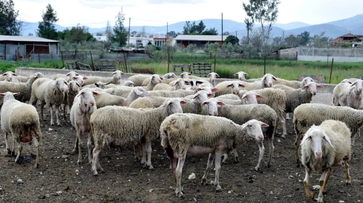 Χαλκιδική: Άρση των μέτρων για την πανώλη των αιγοπροβάτων 