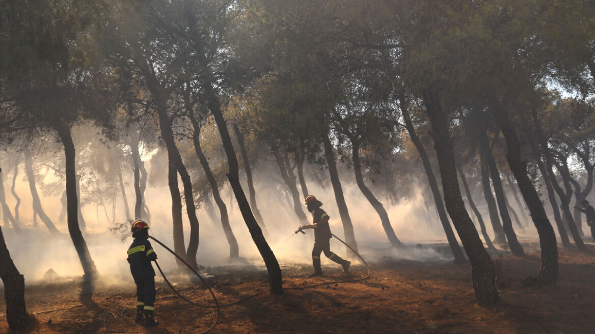  Τα δέντρα... κρατούν την ανάσα τους όταν πλησιάζει πυρκαγιά, έδειξε πανεπιστημιακή έρευνα!