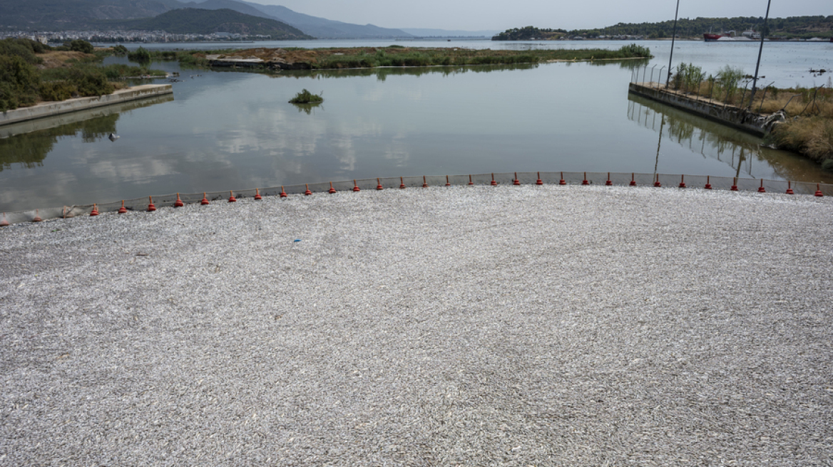 Απέραντη θάλασσα από νεκρά ψάρια στον Βόλο - Μαζεύτηκαν πάνω από 57 τόνοι, δείτε φωτογραφίες