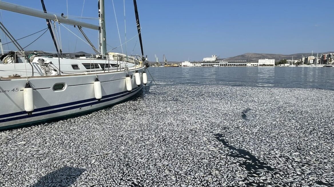 Βόλος: Με ειδικό πλοίο η περισυλλογή των νεκρών ψαριών στον Παγασητικό