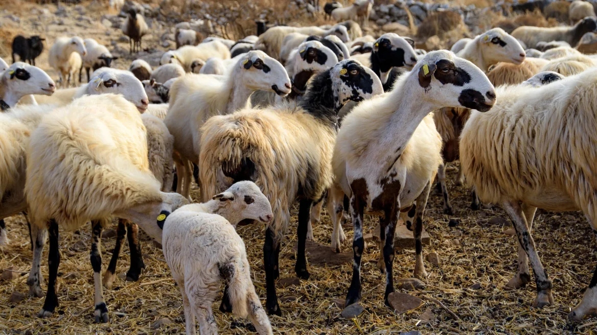 Πανώλη των αιγοπροβάτων: Μερική άρση των περιορισμών στη Δυτική Ελλάδα