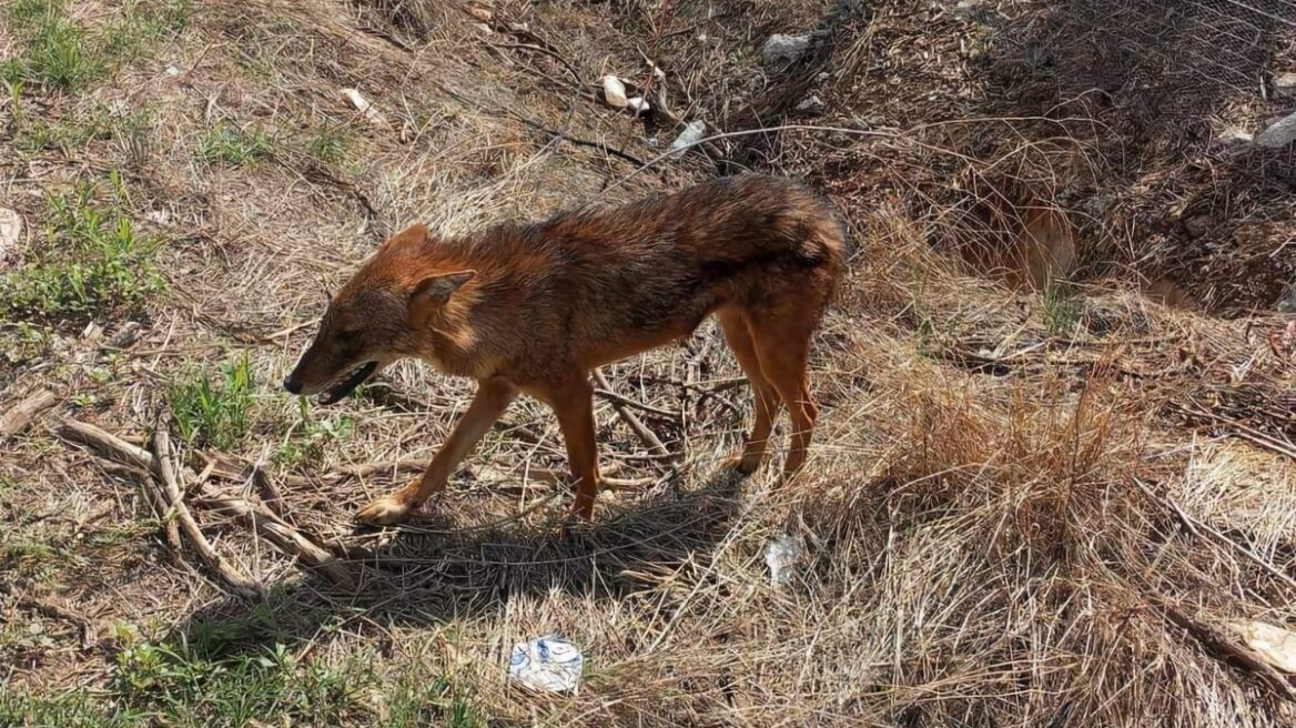 Τσακάλι βρέθηκε σε κατοικημένη περιοχή έξω από τη Λάρισα - Δείτε φωτογραφίες