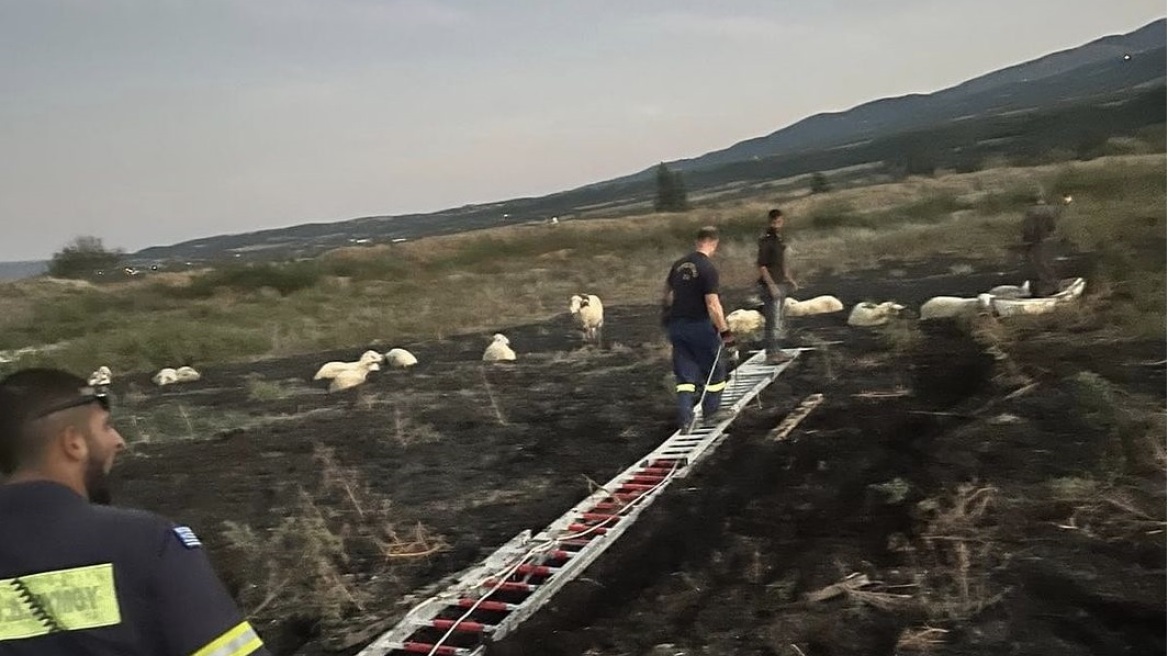 Θεσσαλονίκη: Καρέ-καρέ η διάσωση προβάτων που είχαν κολλήσει σε βάλτο