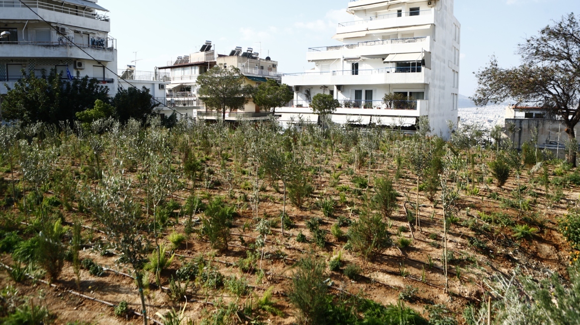 Κυψέλη: Αποκτά το δικό της μικροδάσος - «Ανάσα ζωής στην πιο πυκνοκατοικημένη περιοχή της Αθήνας» λέει ο Δούκας