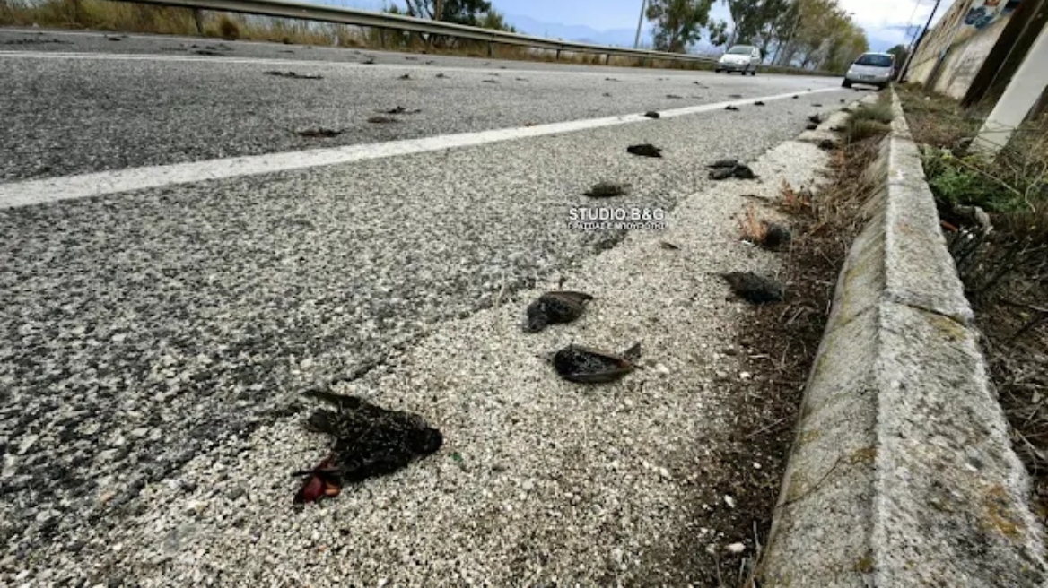 Σοκαριστικές εικόνες στην Αργολίδα: Πλήθος νεκρών πουλιών εντοπίστηκαν από περαστικούς -  Βίντεο και φωτογραφίες