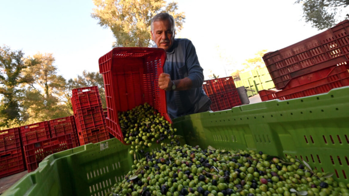 Λάδι: Ο κορυφαίος παραγωγός παγκοσμίως «βλέπει» μείωση 50% στο ιλιγγιώδες ράλι – Πόσο θα το αγοράζουμε στην Ελλάδα