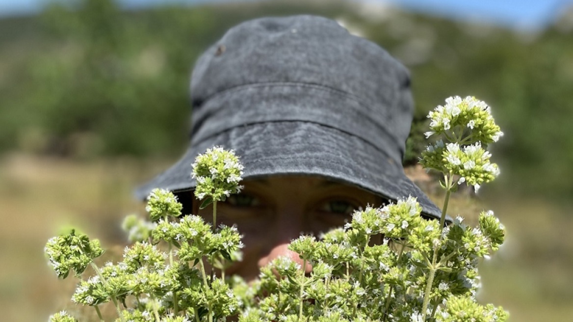 Lantzounato Herbs: Οι Μεσσήνιοι που αρωματίζουν Ευρώπη και Αυστραλία με τη ρίγανή τους