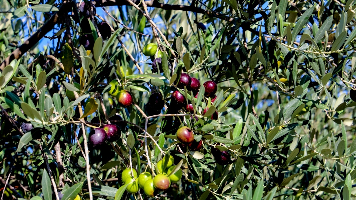 Λασίθι: Σοβαρό το πρόβλημα στις ελαιοκαλλιέργειες λόγω ξηρασίας 