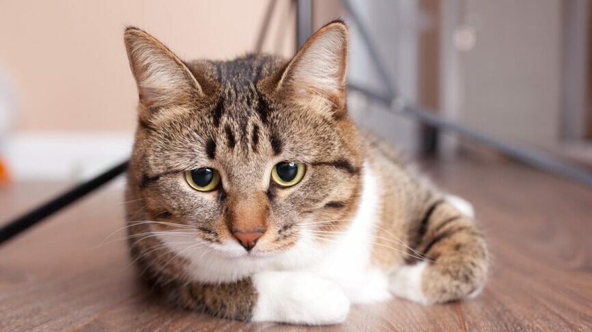 Κοινό κρυολόγημα στους ανθρώπους και γάτα – Δείτε αν μπορεί να κολλήσει