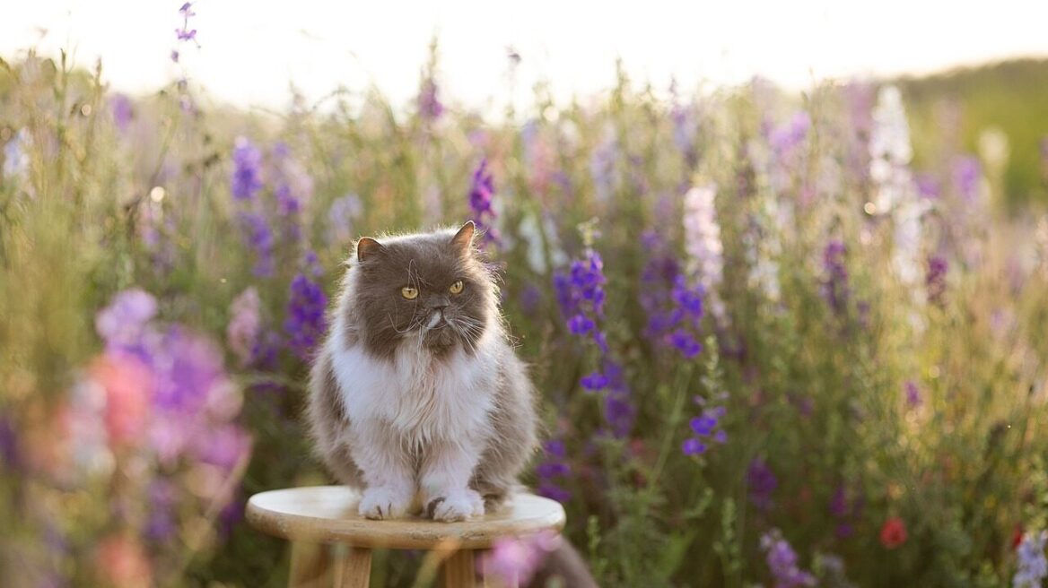 Clicker training: Ένας διασκεδαστικός τρόπος να εκπαιδεύσετε την γάτα σας