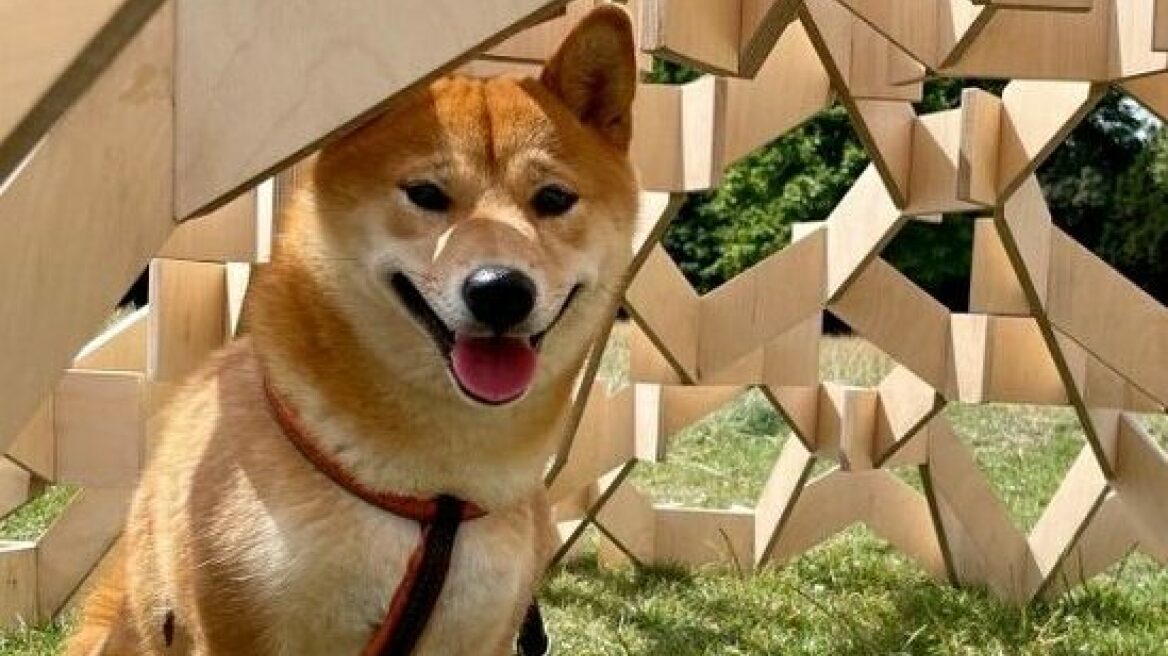 Architecture for Dogs: Μια συμπεριληπτική έκθεση δίνει νέο νόημα στους χώρους των ζώων