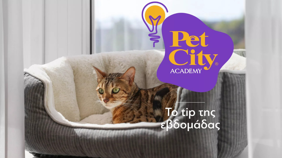 Χρήσιμα tips για να επιλέξετε το κατάλληλο κρεβάτι για το κατοικίδιό σας