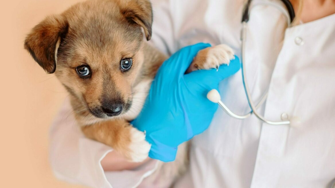Για ποιους λόγους να επιλέξετε την επίσκεψη του κτηνίατρου στο σπίτι
