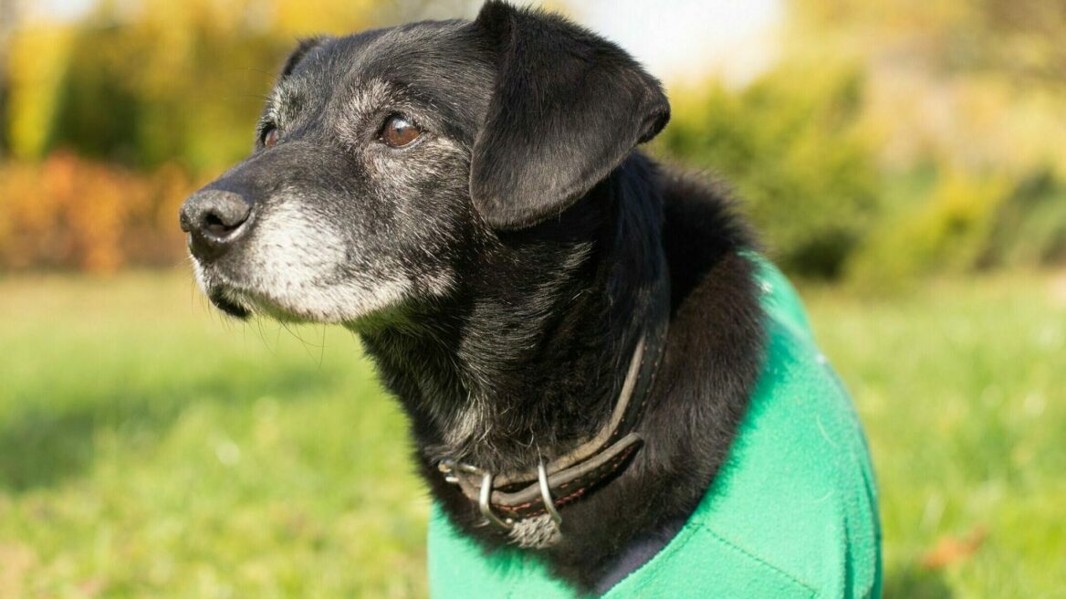 Γιατί ο ηλικιωμένος σκύλος σας σταμάτησε ξαφνικά να γαβγίζει