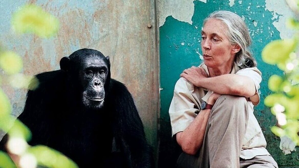 Αυτές είναι οι ομοιότητες και οι διαφορές μας με τους πιθήκους και τις μαϊμούδες