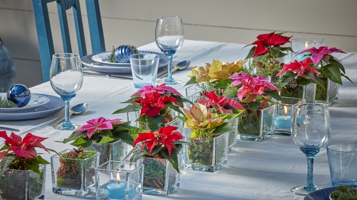 Αλεξανδρινό: Πώς θα το ενσωματώσετε στη γιορτινή διακόσμηση του σπιτιού σας