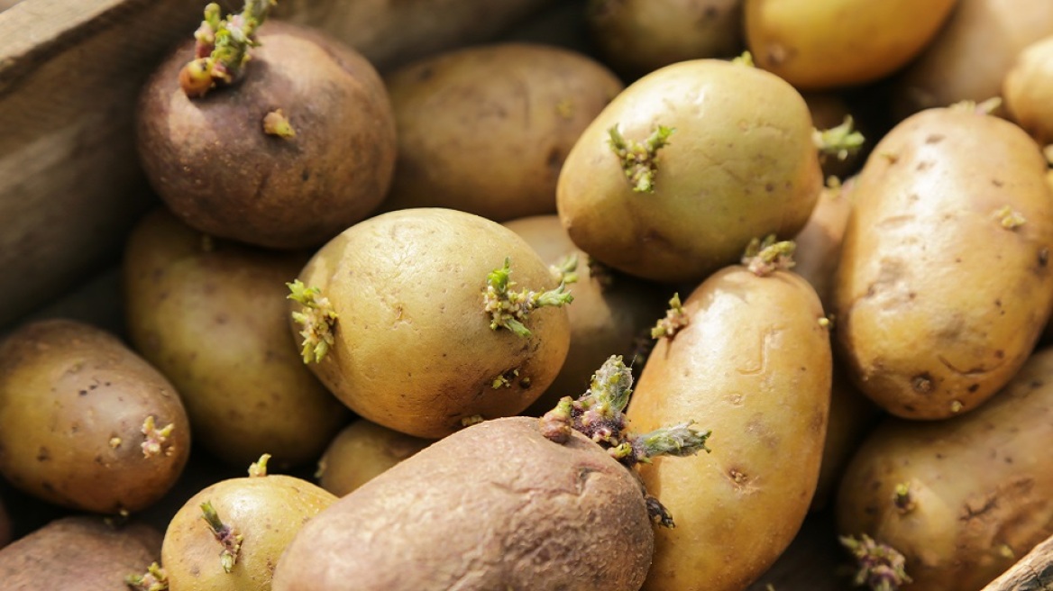 Μπορούμε να φάμε τις πατάτες που έχουν βλαστήσει;