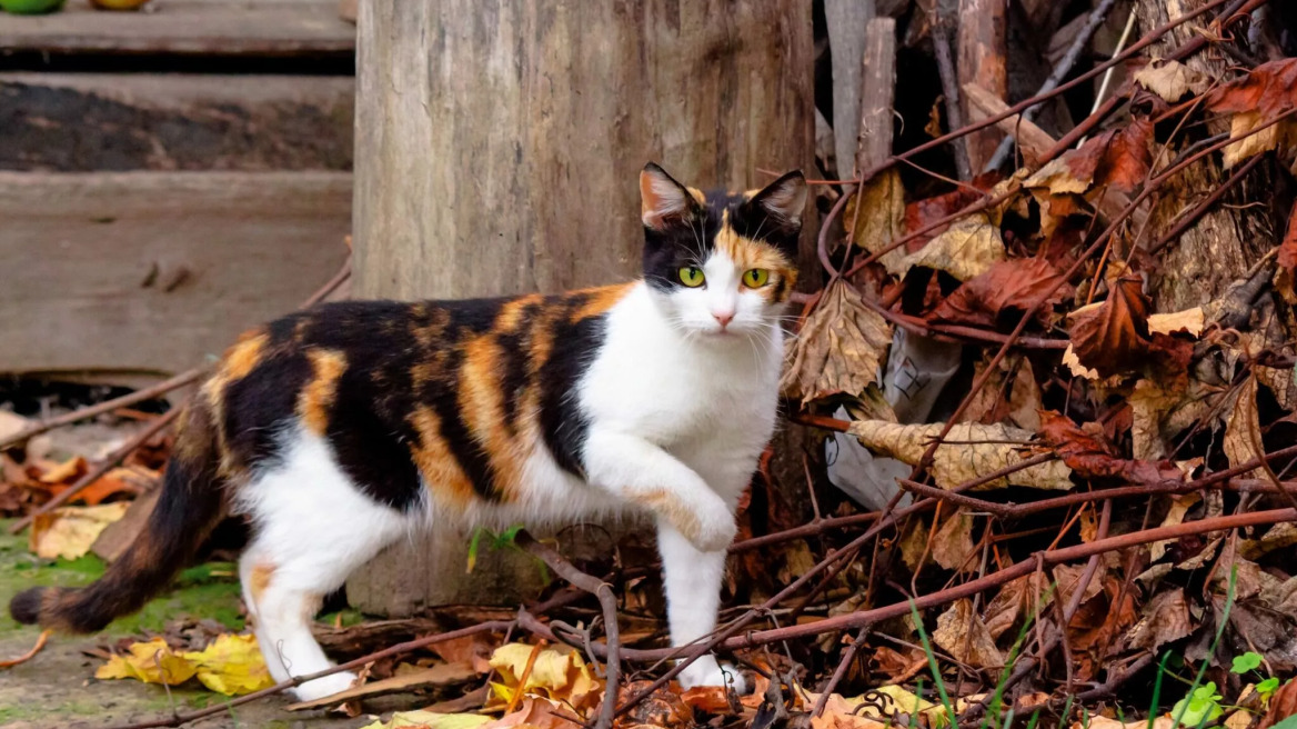 Είναι μόνο θηλυκές οι γάτες calico; Τι ακριβώς συμβαίνει